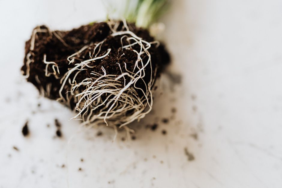 When Vertical Gardens Fail Below the Surface: How Compaction and Constricted Root Volume Change Root Growth