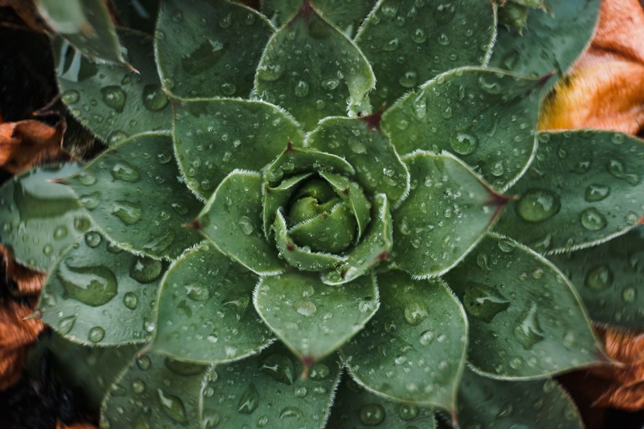 Does Drought-Tolerant Gardening Actually Save Water?