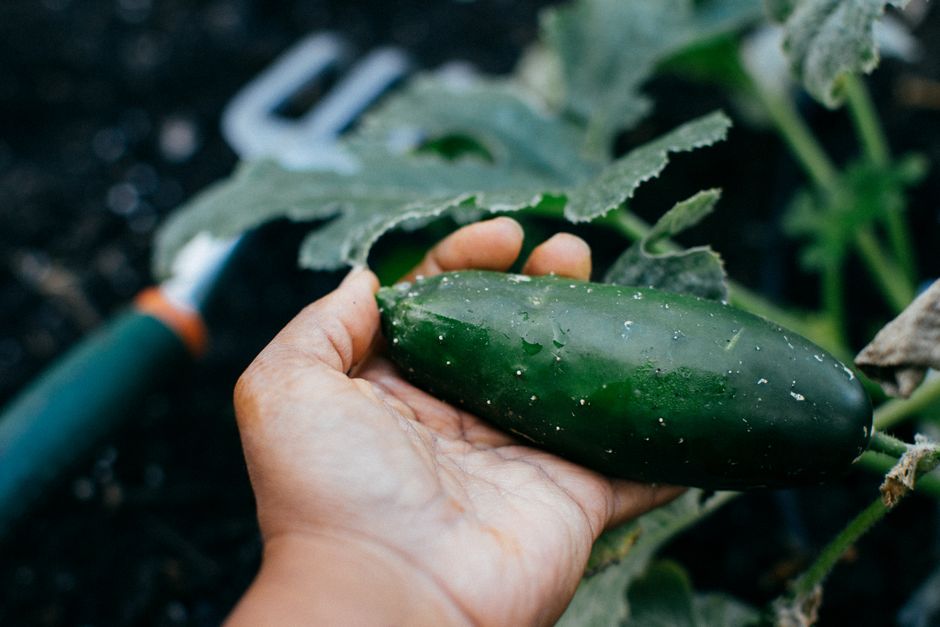 The Complete Guide to Essential Tools for a Thriving Cucumber Garden
