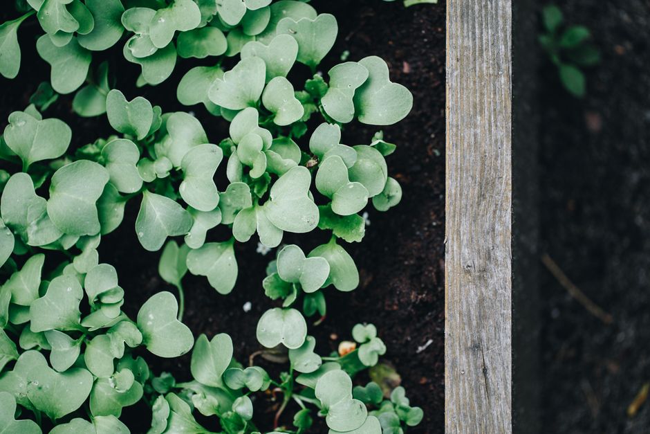Building a Raised Garden Bed in a Small Apartment: A Practical Guide