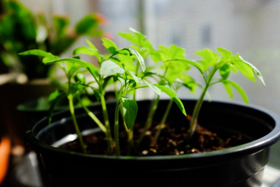 How to Avoid Killing Your Seedlings Before They Can Thrive