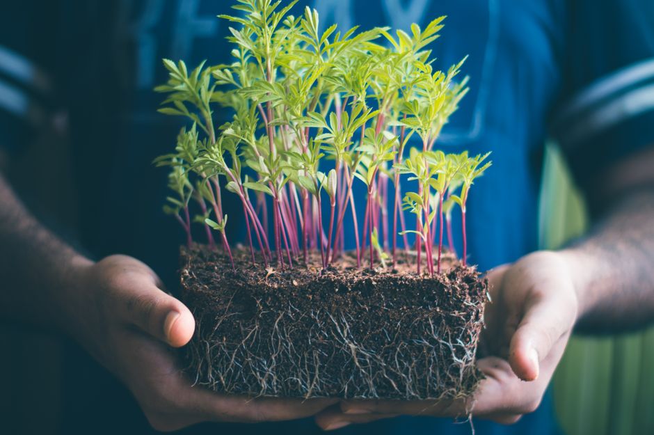 The Synergistic Planting System for Maximum Yield: Pairing Root Depths and Growth Cycles