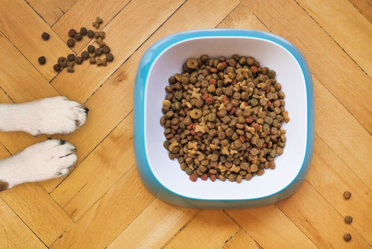 Why Your Dog Guards the Food Bowl (and What That Actually Means)