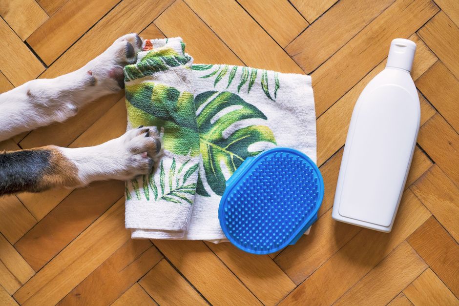 The Complete Guide to DIY Pet Wound Care: Safe Home Remedies and Essential Supplies