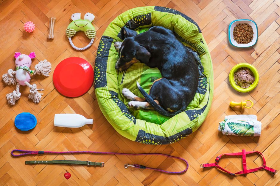 Budget-Friendly Puppy Training: Essential Gear Without Breaking the Bank