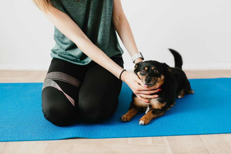 Managing Pet Anxiety in a Small Apartment: A Practical Guide