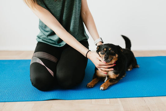 Managing Pet Anxiety in a Small Apartment: A Practical Guide