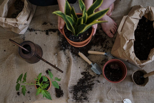 How to Save a Snake Plant with Mushy Leaves from Overwatering