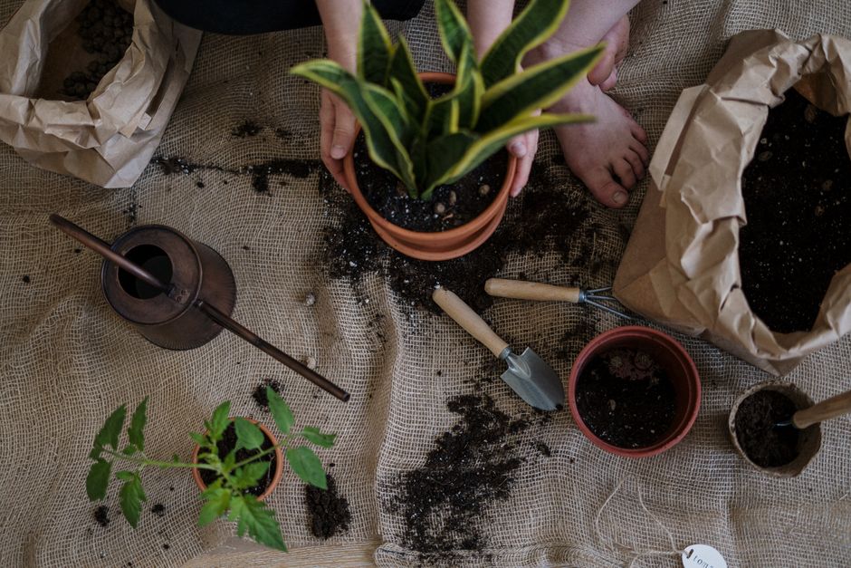 The Beginner's Guide to Repotting: Essential Tools and Techniques for Thriving Plants