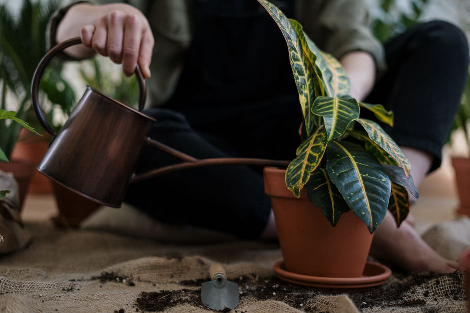 When a Bigger Pot Changes How You Water, Not Just How Much Soil It Holds
