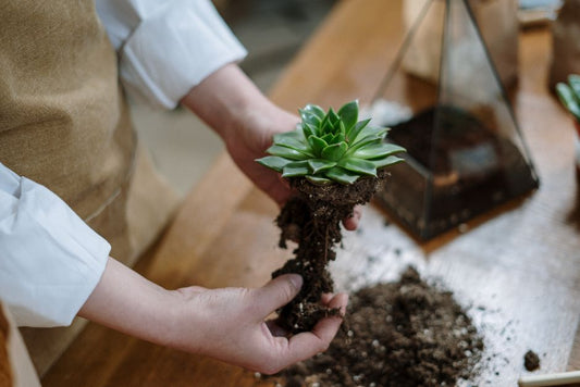 How to Rescue an Overwatered Houseplant: A Complete Step-by-Step Guide