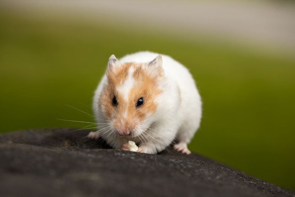 What "Natural" and "Fresh" Actually Change in a Hamster's Diet