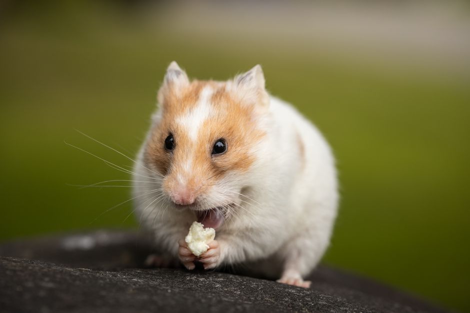 How to Groom a Hamster Without Stressing Them: A Step-by-Step Guide