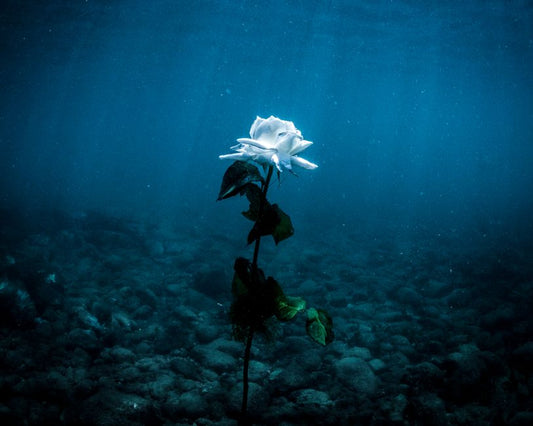 Wilting Plants: How to Tell Overwatering From Underwatering Before You Water Again