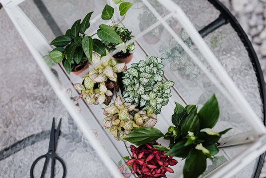 The Complete Guide to Window Box Gardening: From Setup to Seasonal Care