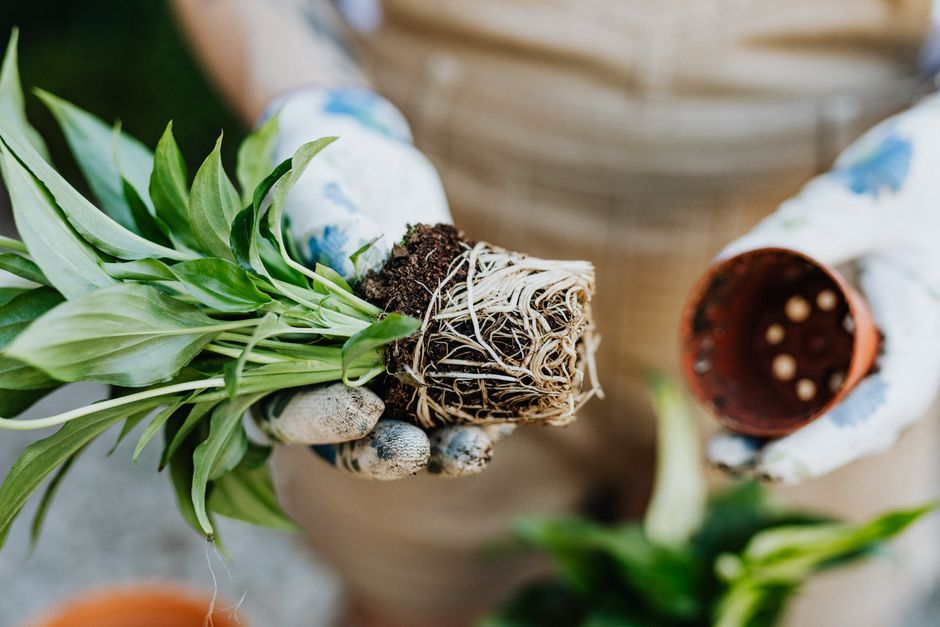 How to Rescue an Overwatered Peace Lily Without Repotting