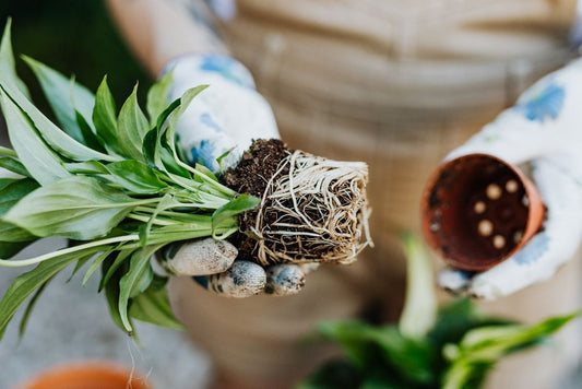 How to Rescue a Peace Lily with Yellow Leaves and Root Rot