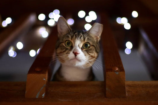 How to Stop a Cat from Spraying Indoors: Causes and Solutions