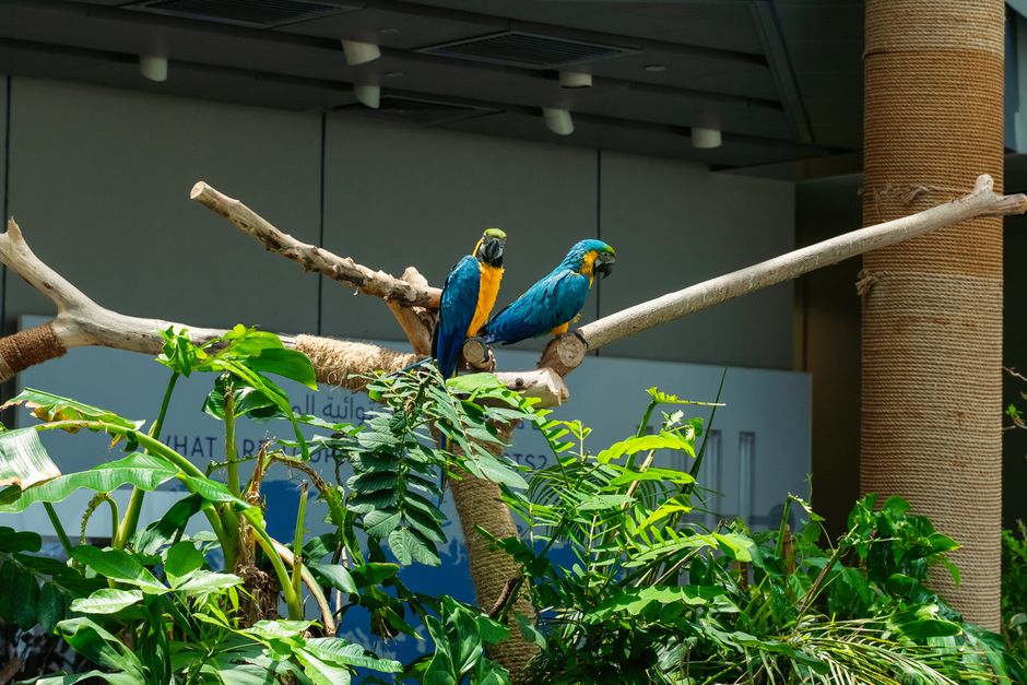 Foraging Isn't Just Busywork: Why Bird Enrichment Depends on Context