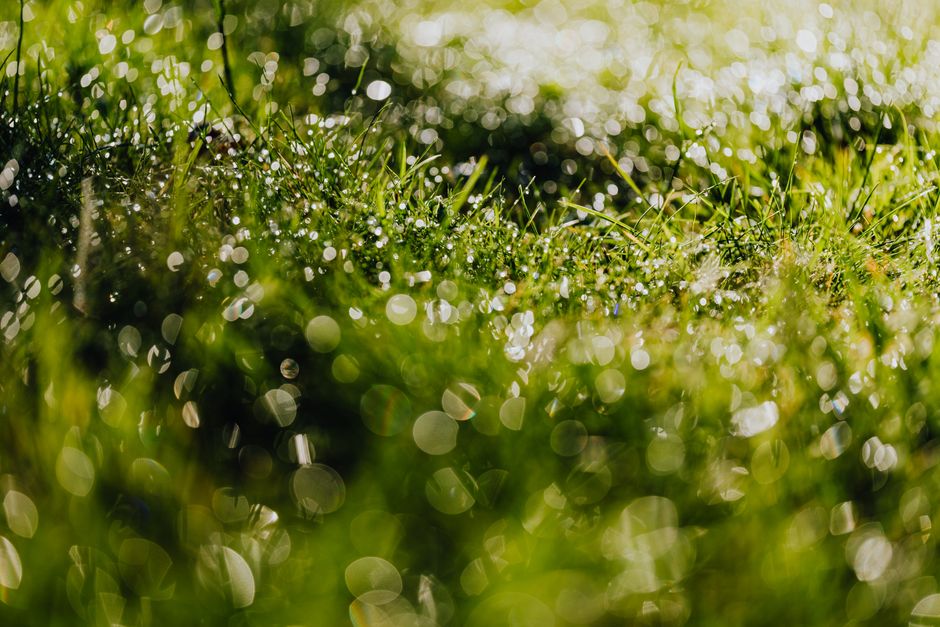 Why Your Lawn Mower Struggles After Rain or Dew
