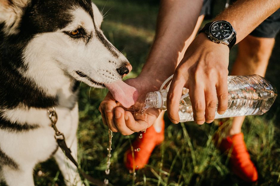 Complete Guide to Pet Hydration and Electrolyte Balance in Summer