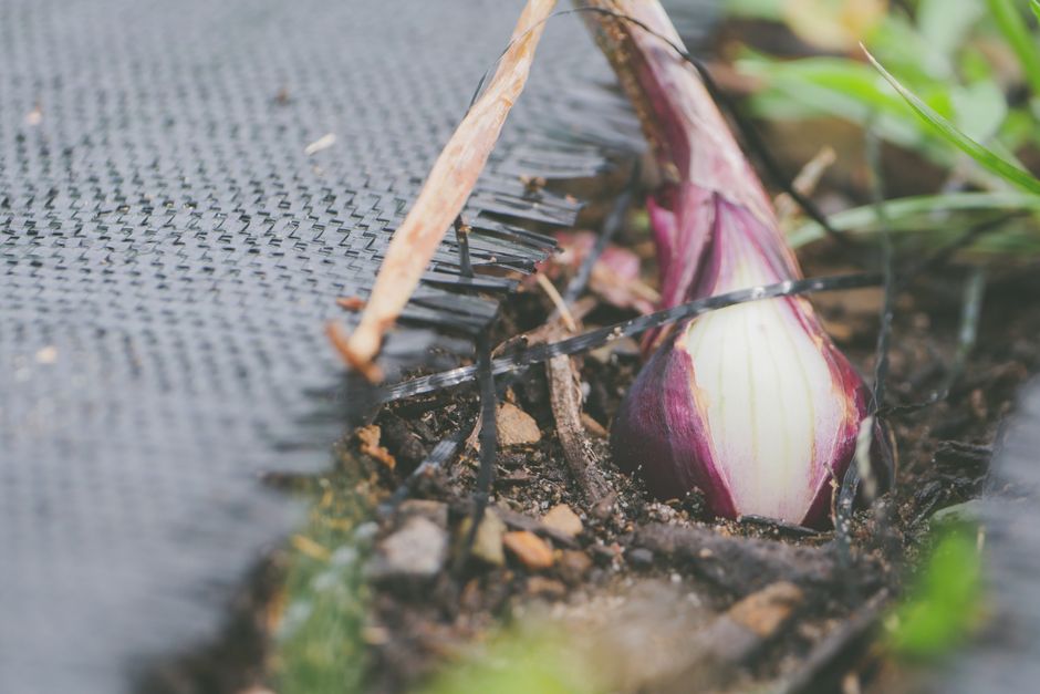 Raised Bed vs. Native Soil: Matching Irrigation to the Real Root Zone