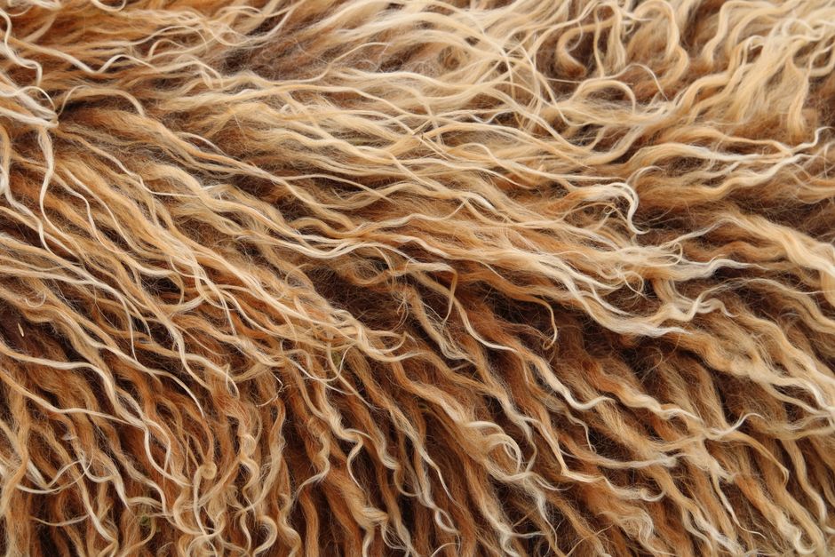When a Matted Coat Is More Than Tangled: Why Home Dematting Fails and When to Stop