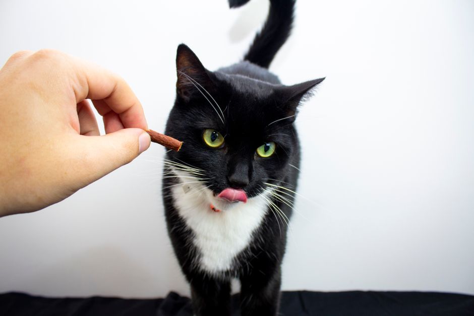 What a Treat Label Can and Cannot Tell You About Feeding Your Pet Safely