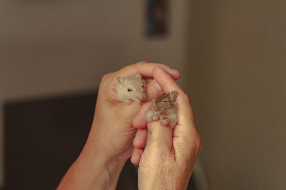 Why Is My Hamster Sleeping More Than Usual and Should I Be Worried