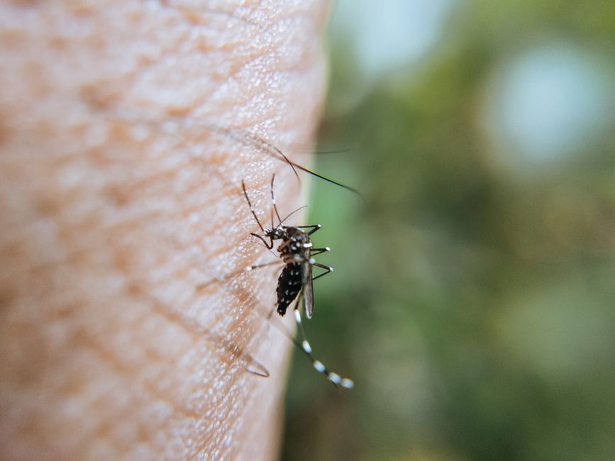 Insect Bites and Stings: Why the Itch Happens and When Home Care Stops Being Enough