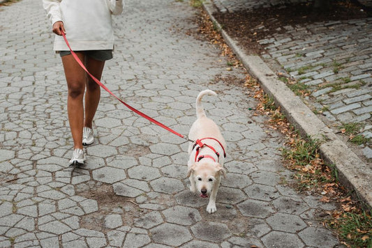 First-Time Dog Owner's Complete Guide to Leash Walking