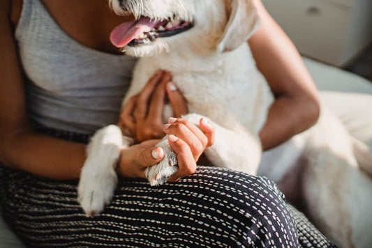 First-Time Dog Owner's Guide to Joint and Mobility Care