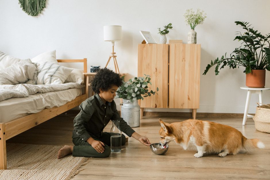 Keeping Your Pet Hydrated in Winter: Smart Tips for Indoor Coziness