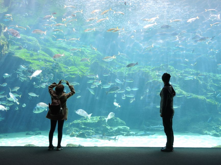 How to Clean a Fish Tank Without Stressing Your Fish: A Step-by-Step Guide
