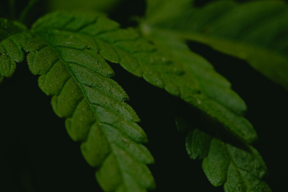 Linen and Hemp Clothing: Does the Low-Maintenance Promise Hold Up Environmentally?