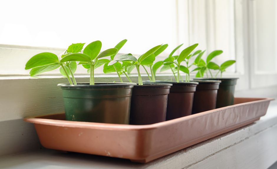The Complete Cucumber Care Guide: From Seedling to Harvest Without the Guesswork