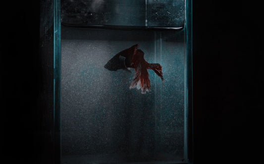 Summer Aquarium Care: How to Keep Your Fish Tank Safe When Temperatures Climb