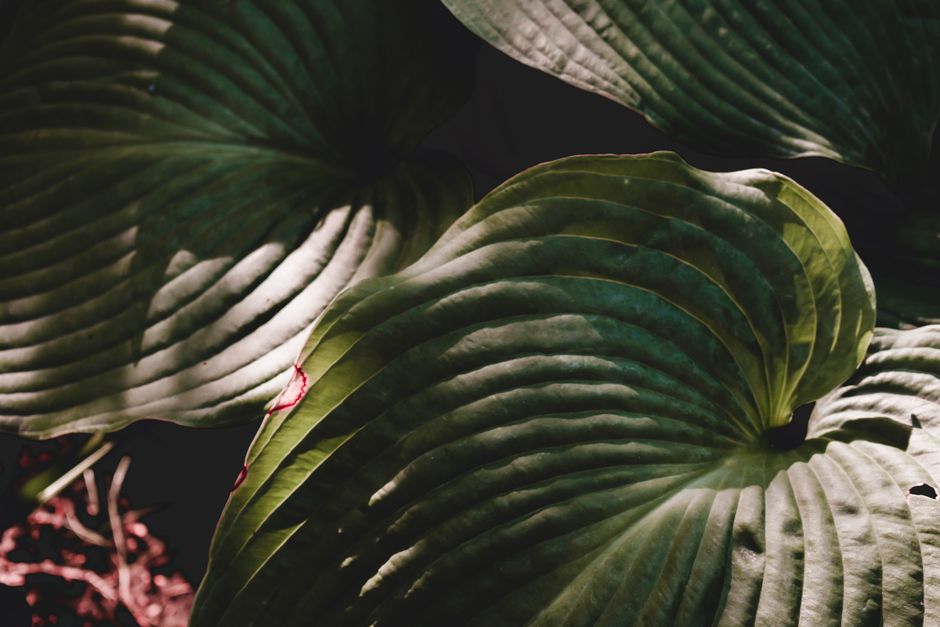 How Plants Read Shade: Photosynthesis, Light Quality, and the Trade-Offs of Growing in Low Light