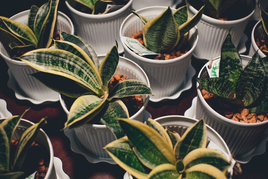 How to Save a Snake Plant with Root Rot: A Step-by-Step Rescue Guide