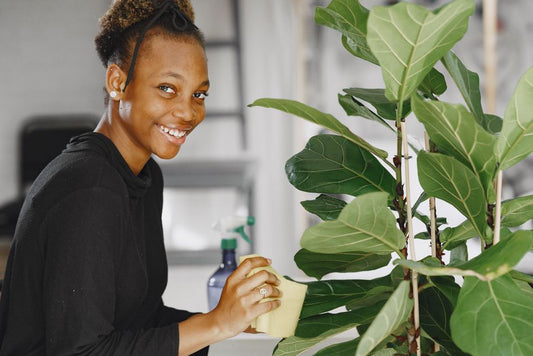 How to Fix Yellow Leaves on Fiddle Leaf Fig: A Complete Recovery Guide