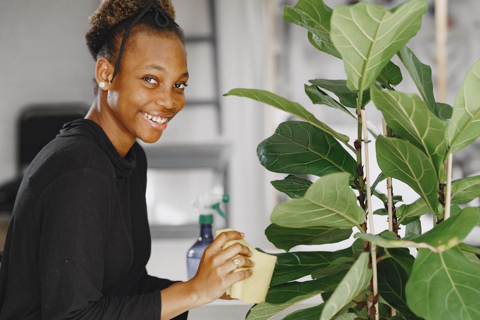 The Complete Guide to Fiddle Leaf Fig Care Tools You Actually Need