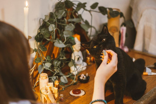 Calming an Anxious Pet on a Budget: Practical Steps That Won't Break the Bank