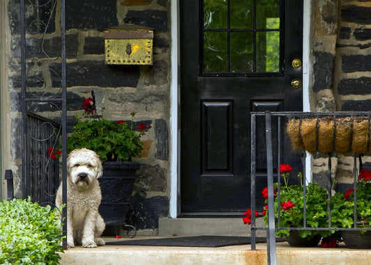 Why Dogs Bark at the Doorbell but Not the Mailbox: Understanding What Actually Gets Reinforced