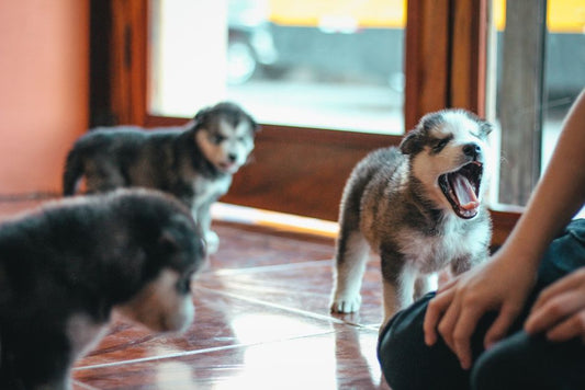 Why Dogs Bark More in Multi-Pet Homes: Resource Access, Arousal, and What You Can Actually Change