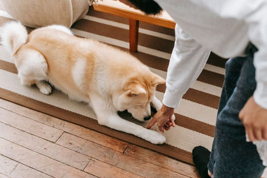 How to Clean Pet Urine from Carpets: A Complete Guide for Dog and Cat Owners