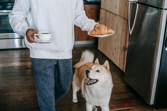 Why a Pet's Routine Care Squabbles After a Household Change