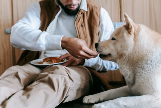 When a Dog Eats Too Fast: Puzzle Feeders, Slow Feeding, and the Minor-to-Emergency Line