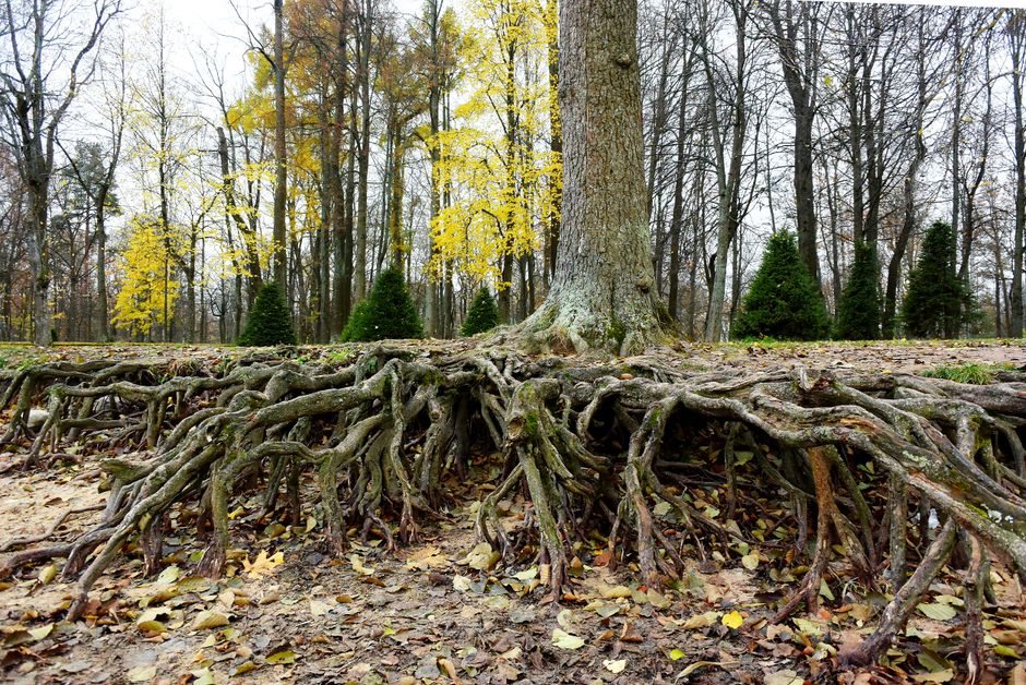Photoperiod and Root Function: What the Roots Are Doing When Day Length Changes