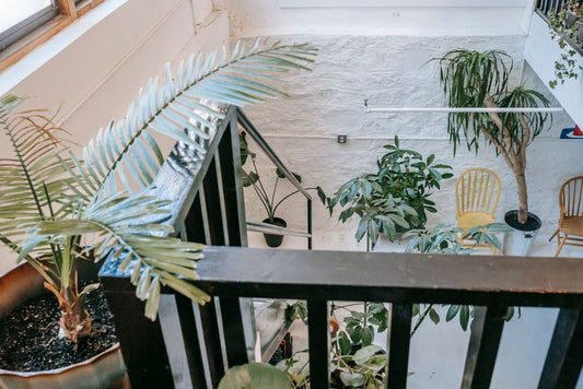 How to Revive a Drooping Parlor Palm: Ultimate Step-by-Step Recovery Guide for Overwatering, Underwatering, and Pest Stress