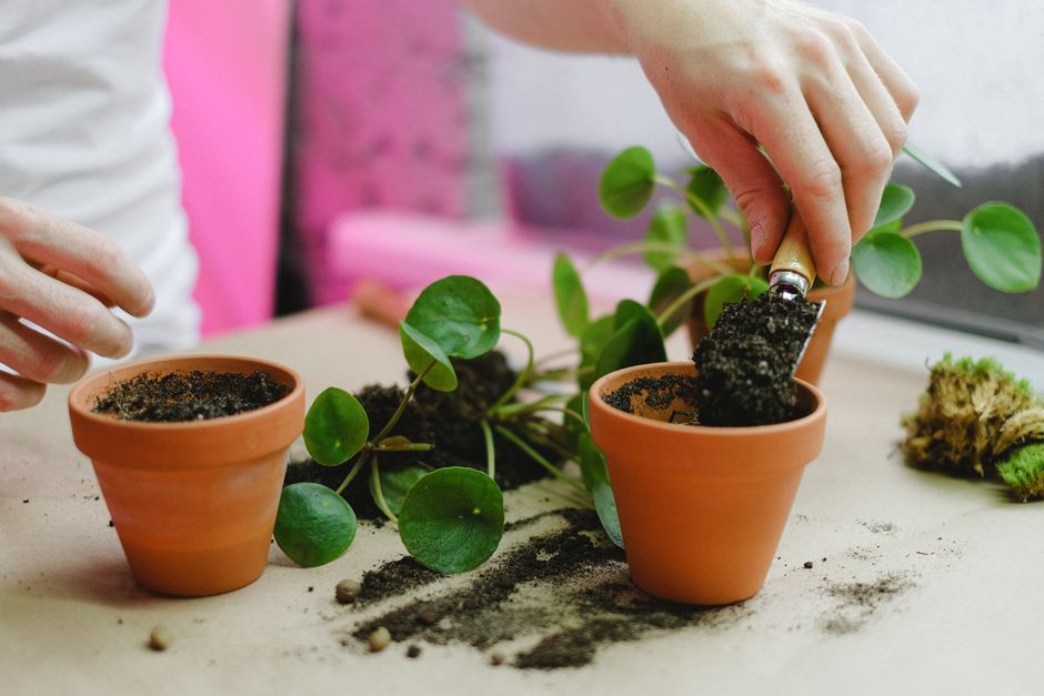 Why Repotting Stresses a Plant: Root Disturbance, Water Relations, and the Case for Restraint